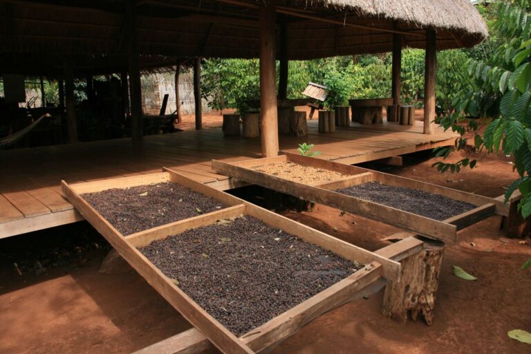 Mr Vieng Katou coffee