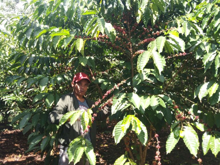 Café de M. Vieng